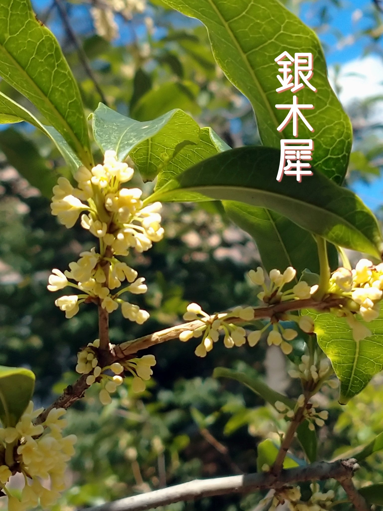 元郷氷川神社 銀木犀の花が咲き始め 淡く香るようになってきました 金木犀とは異なり 花が白い色をしています 場所は授与所の裏手 十二社の前に並ぶ石碑の間に数本ございます 元郷氷川神社 しあわせの宮 銀木犀 ギンモクセイ ぎんもくせい