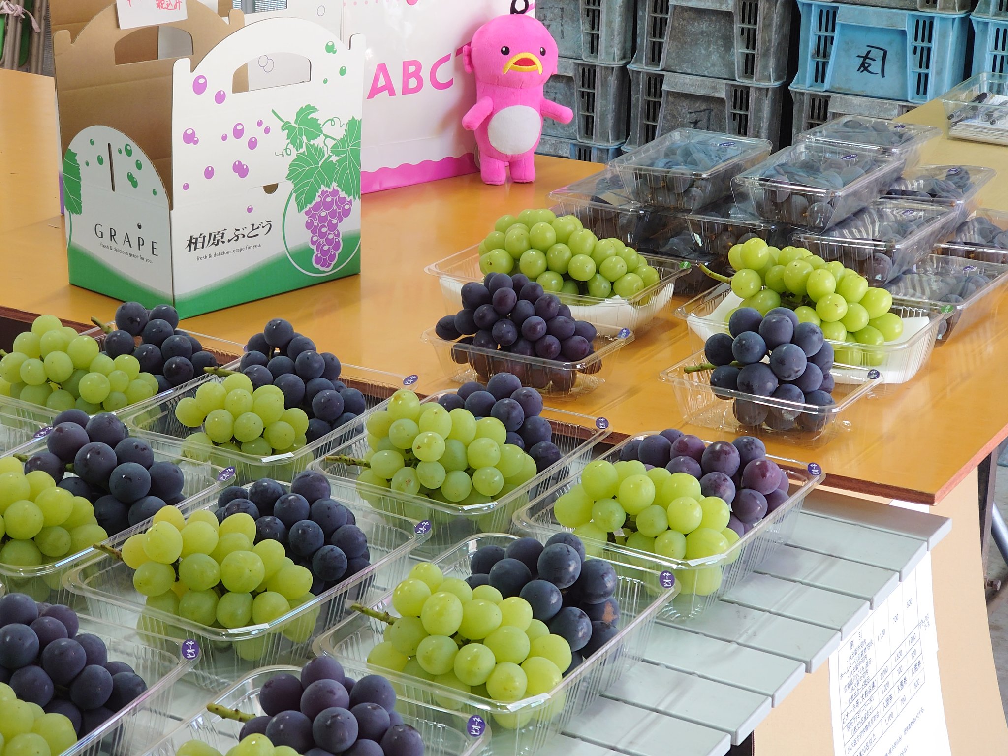 かねとも葡萄農園 本日より 営業再開 ぶどう狩りの受付もさせて頂いてます 予約制ですので 日程が決まればぜひともお問い合わせ下さい よろしくお願いします 柏原市 柏原ぶどう かねとも葡萄農園 ぶどう直売所 ぶどう狩り ぶどう