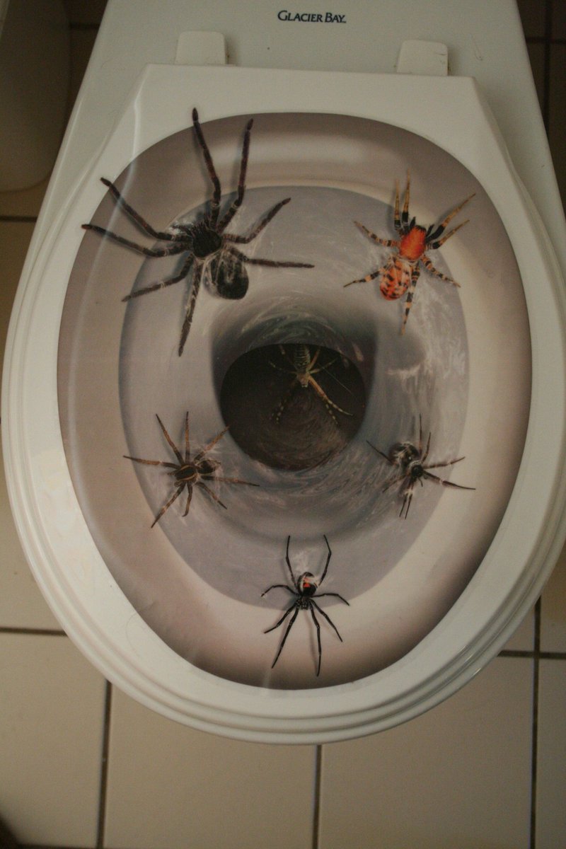 Спайдер туалет. Паук в ванной. Большой паук в ванне. Огромный паук в квартире.