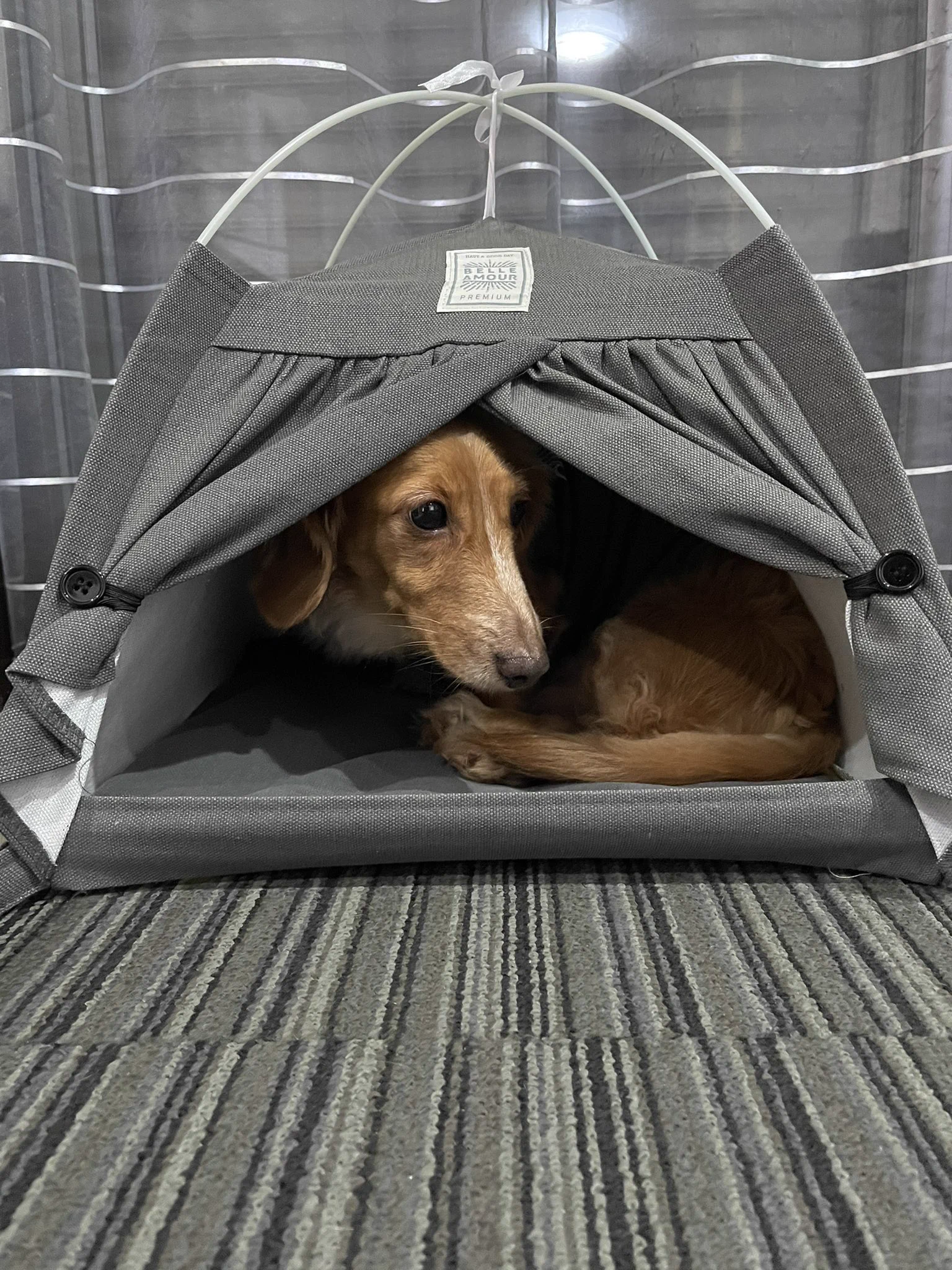 @soulgain77 ちなみにですが、
小型犬もイケます💪 
