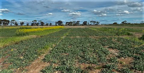 CaptainCanola's tweet photo. 2021 Winter Canola Demo blocks of TOS1 vs TOS2 both with DM grazing values being evaluated across 3 Winter types, Kerang Vic. @PacificSeeds working with @IrrigatedCC @Canola_Boy to see exciting potential for more canola grazing in the region #Hyola @AgMannes  #WorkingwithIndustry https://t.co/y9DiSgoJrQ