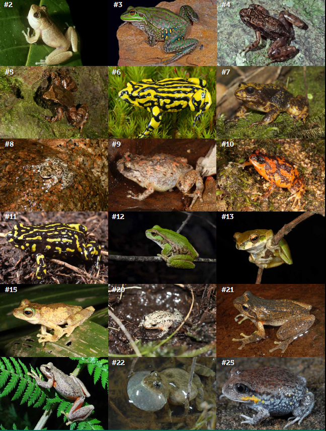 Check out our new research examining extinction risk in Australian frogs: summary here: theconversation.com/we-name-the-26… video summary here: youtube.com/watch?v=UDwU9J… paper here: publish.csiro.au/pc/PC21019