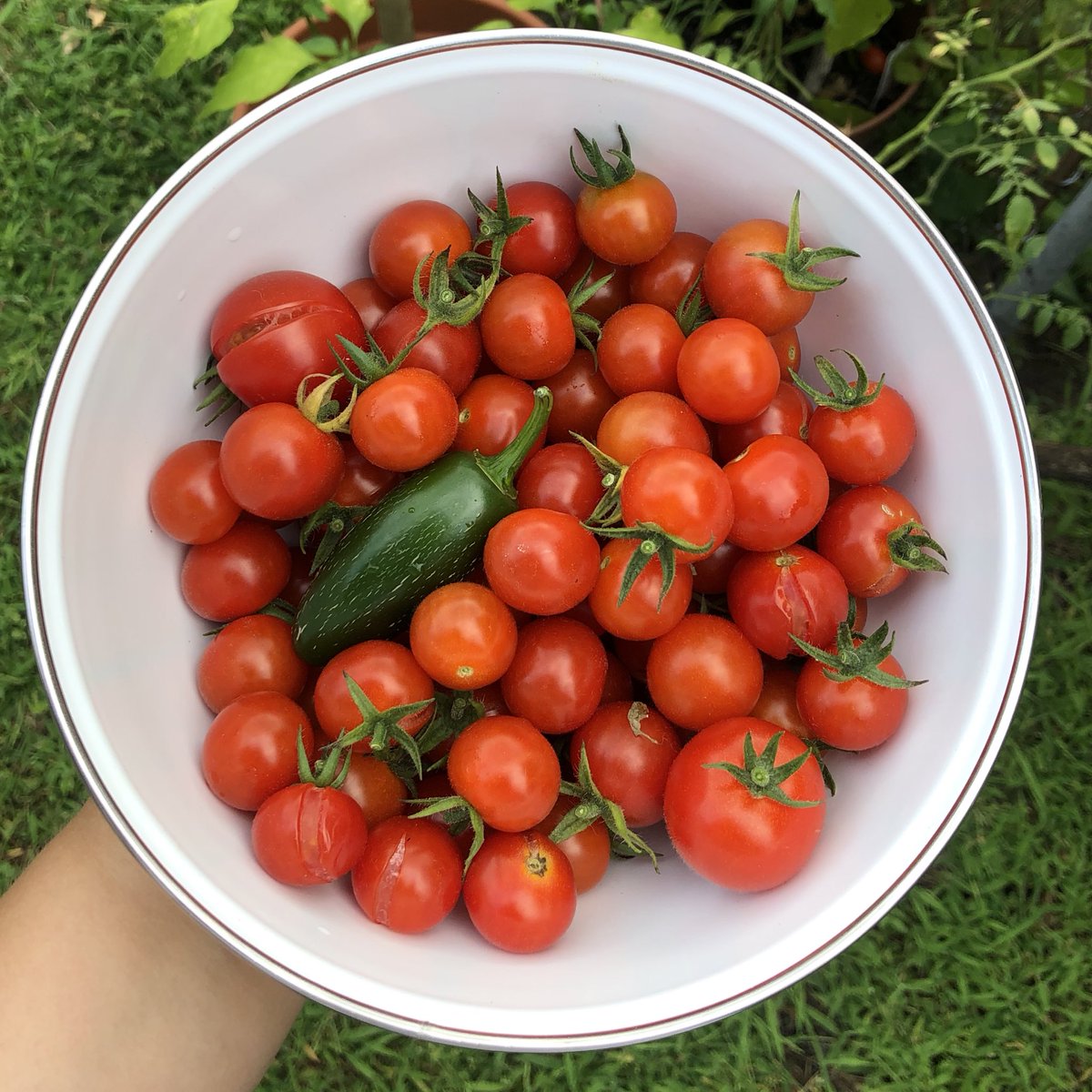 emmlipka's tweet photo. I grew these bitches <3 https://t.co/7vJHd2zNqk