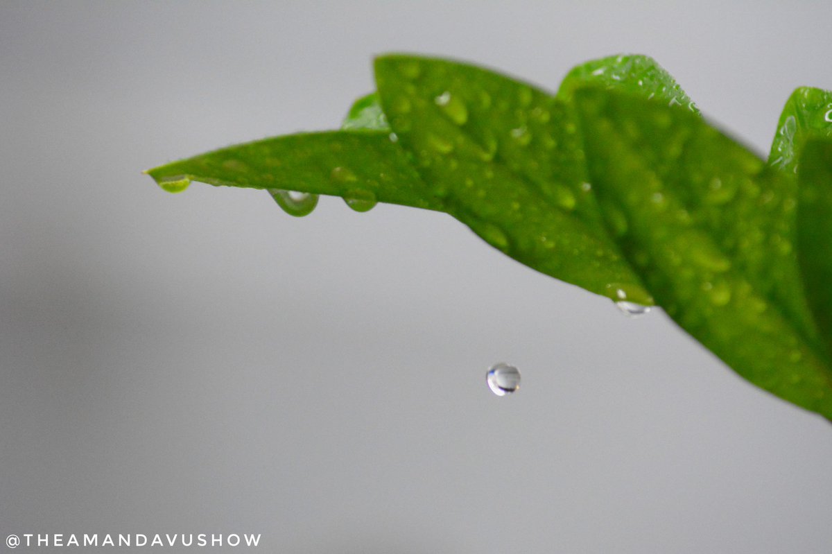TheAmandaVuShow's tweet photo. Dew Drops
#nikonph #nikonphotography #tamron https://t.co/fJfGd7ilLh