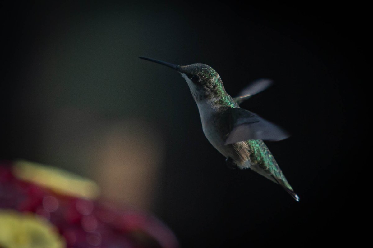 AnnaSiracusa's tweet photo. Staying active #hummingbirds https://t.co/vAC5QXCUD9