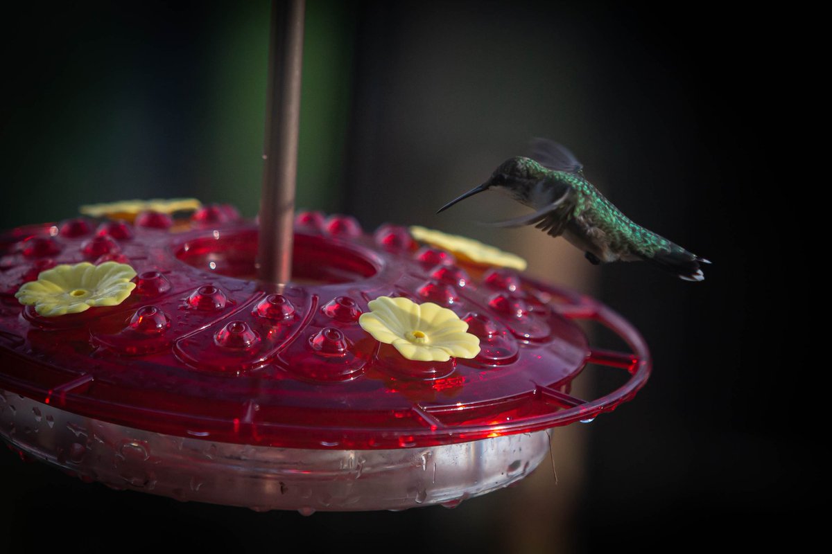 AnnaSiracusa's tweet photo. Staying active #hummingbirds https://t.co/vAC5QXCUD9