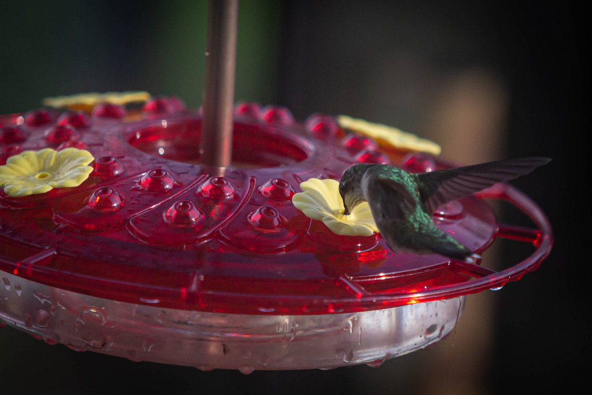AnnaSiracusa's tweet photo. Staying active #hummingbirds https://t.co/vAC5QXCUD9