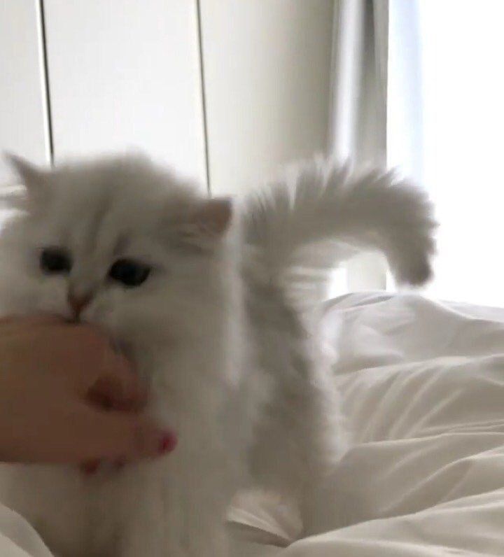 ɢᴏᴏᴅ ᴍᴏʀɴɪɴɢ🌤️❕