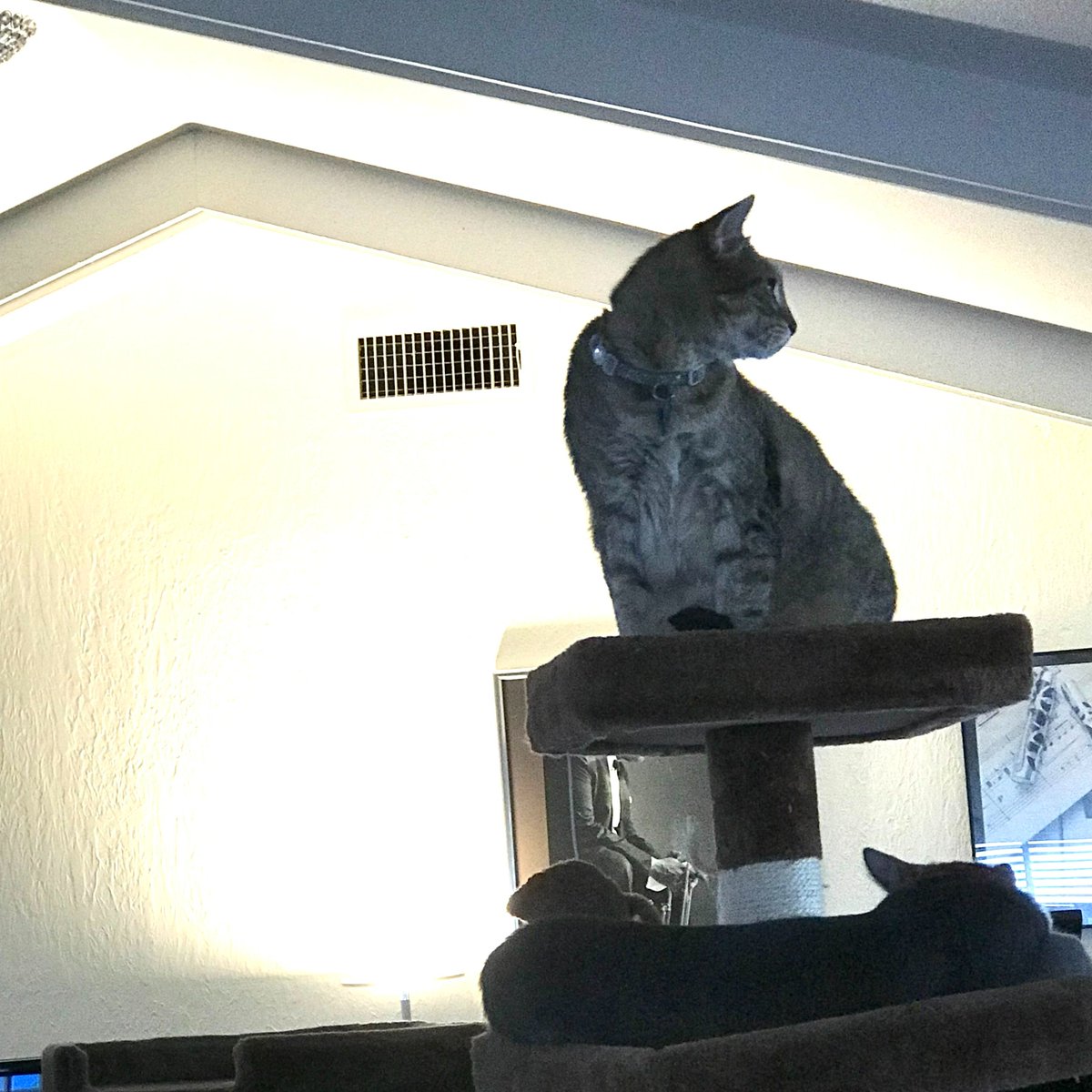 King Silver has vanquished the interloper Prince Vladimir who tried to overthrow the top throne of the #cat tree. King Silver who has kept the #lineofsuccession
intact, surveys his Kingdom while the upstart Prince rests&plots his next move.
#GameofThrones