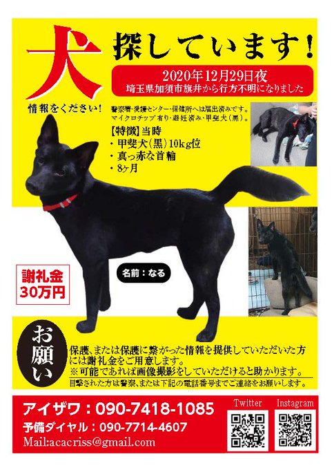 柚さん がハッシュタグ 迷い犬 をつけたツイート一覧 1 Whotwi グラフィカルtwitter分析 柚さん がハッシュタグ 迷い犬 をつけたツイート一覧 1 Whotwi グラフィカルtwitter分析