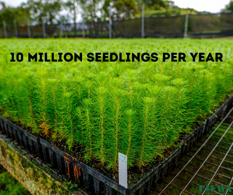 FIFWA_'s tweet photo. ♥ WA loves #timber! ♥
Which is why we need to plan (and plant!) for the future.
To keep up with the increasing timber demand and avoid a reliance on imports, WA needs to plant 10 million seedlings per year for the next 20 years.
👉https://t.co/JQ7Q9Fm9sP https://t.co/QFAWS9ippY