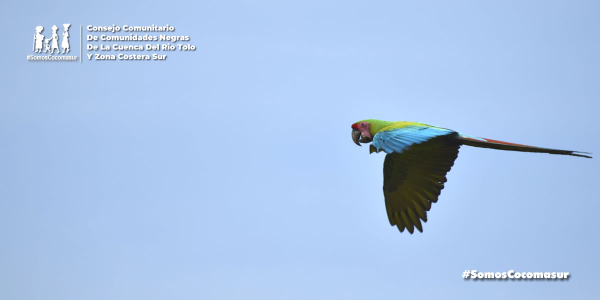 Cocomasur tweet media