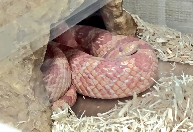 へびのtwitterイラスト検索結果 古い順