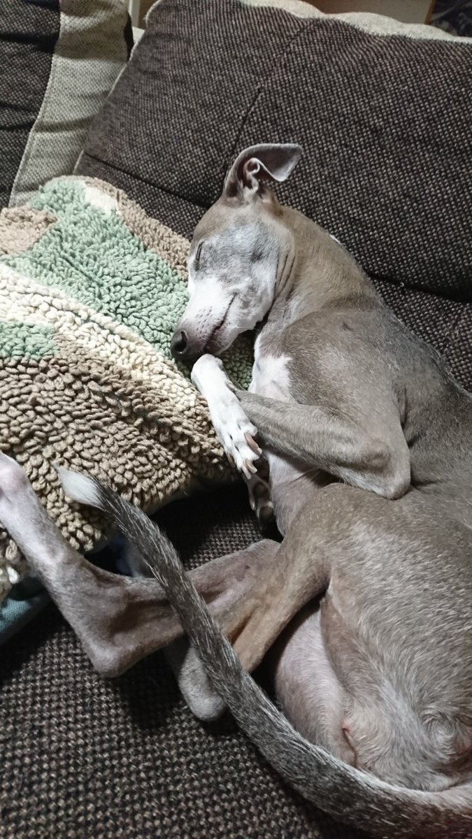 mintfizz's tweet image. #犬と猫どっちも飼ってると毎日たのしい
#見て見て毎日たのしい