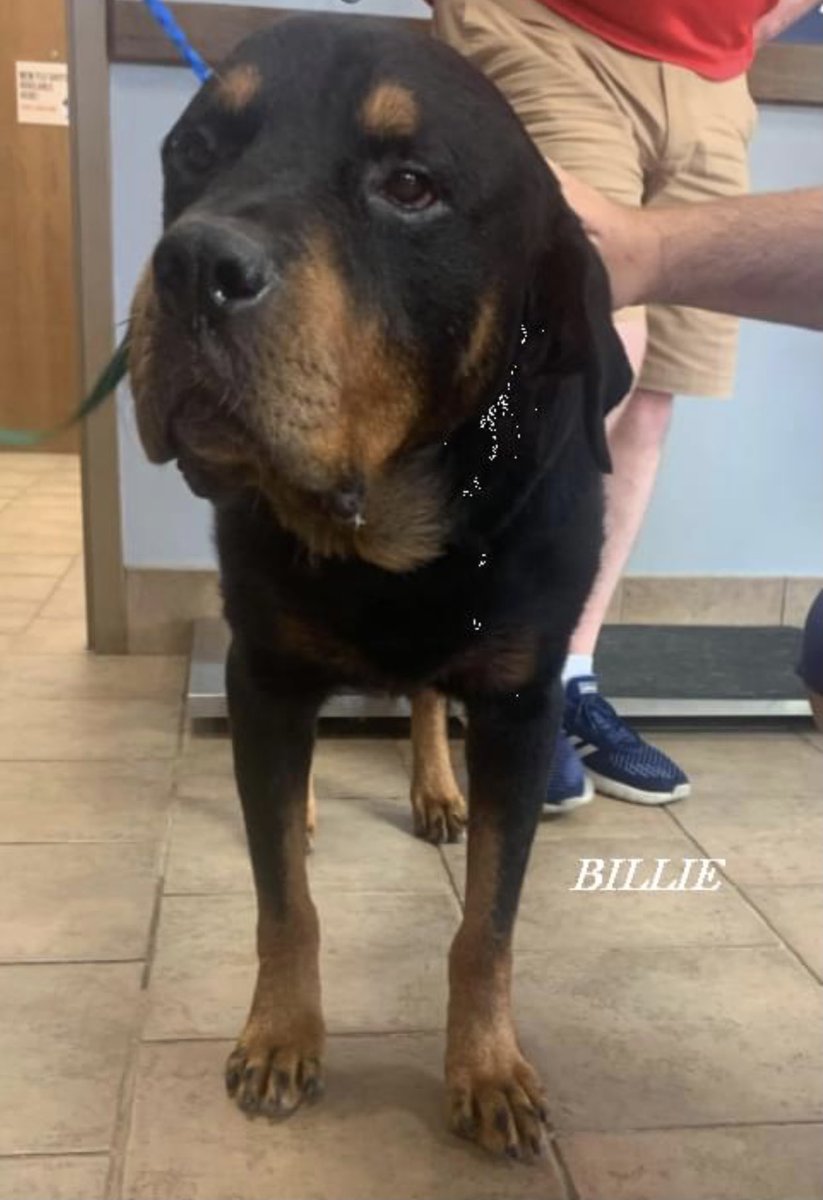 reddogsusie's tweet photo. 🔴UPDATE ON RYU &amp; BILLIE #MASA7267 #MASA7120
Both rescued from MAS (Memphis, TN) by Recycled Rotts Inc. please read update below 😊 
Huge thanks to their rescue &amp; all on Twitter who helped them❣️
#HappyNewBeginnings https://t.co/dtFmhHSPpS