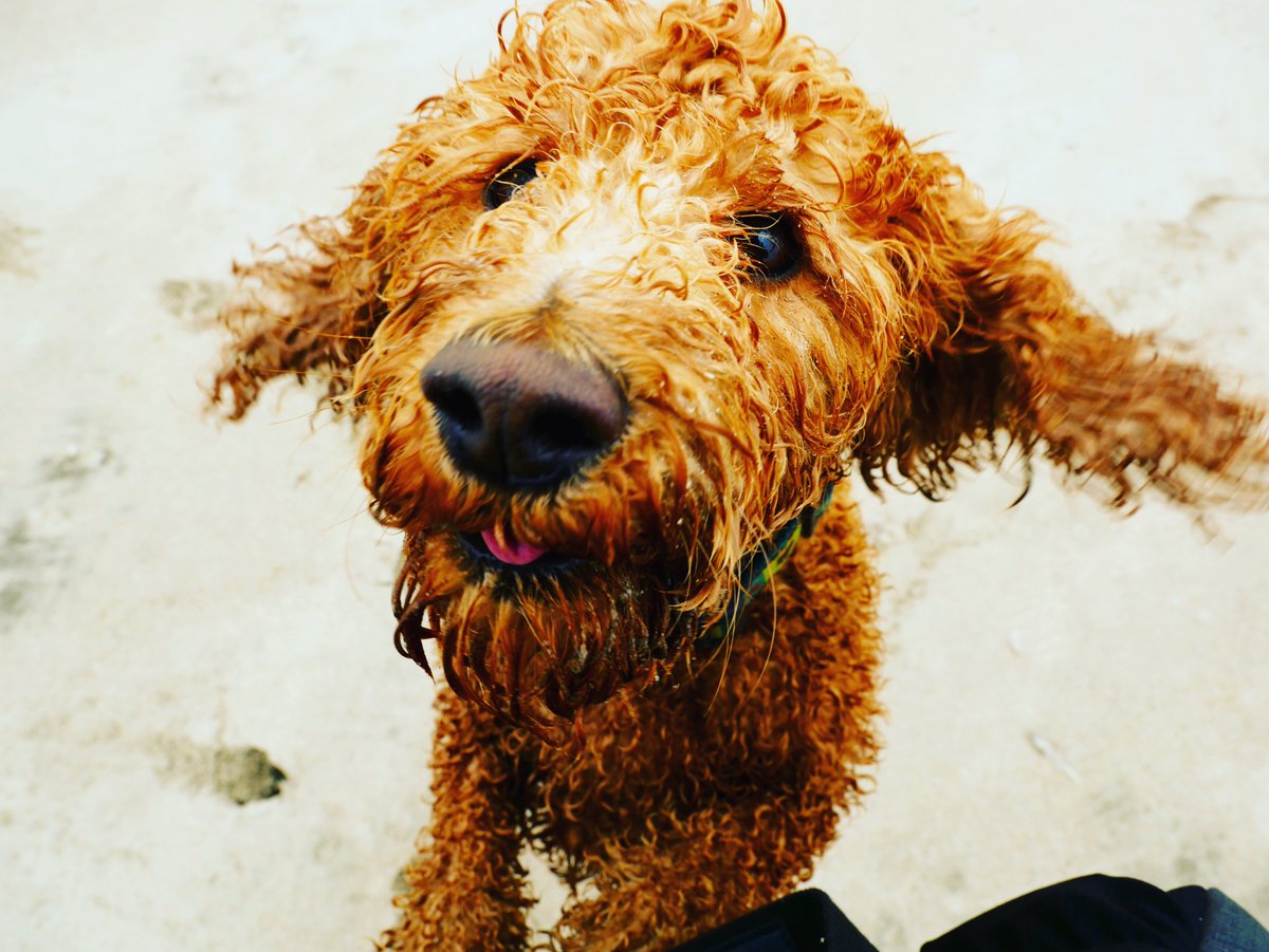 2NaturalDogs's tweet photo. You tricky dicky you! You never once mentioned a bath; you are cruel and plain mean. 🐶😔🐶😔🐶

#bathingdogs #fridaydogs #organicpetproducts #organicpetcare #dogsofinstagram #fridayfeeling 

Photo Credit: Taylor Griffith https://t.co/fG7FGJBH0v