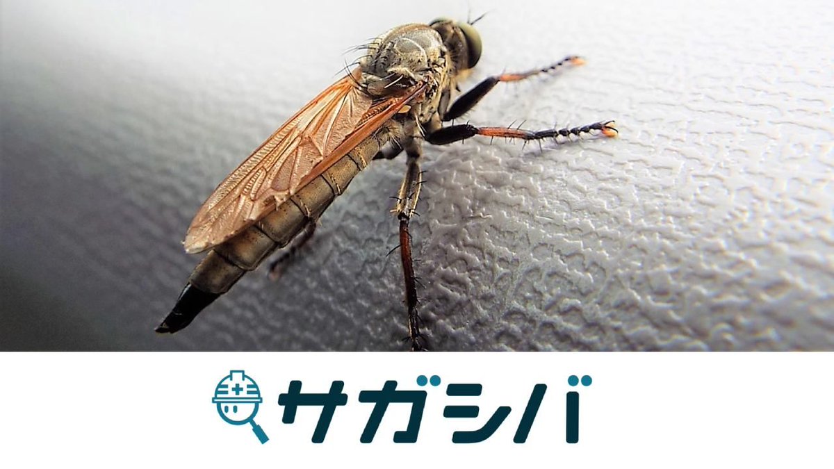 サガシバ 土木専門のコミュニティサイト 相談広場 に新しい相談がありました どんな虫除けを使っていますか 西森さん 普段虫除けスプレーを使っていますが いまいち効果を実感できません 蚊 アブ ブヨによくやられます 地面に サガシバ 土木専門のコミュニティサイト 相談広場 に新しい相談がありました どんな虫除けを使っていますか 西森さん 普段虫除けスプレーを使っていますが いまいち効果を実感できません 蚊 アブ ブヨによくやられます 地面に