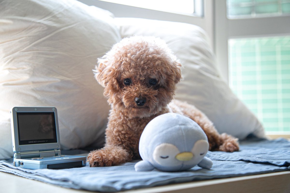 Friday's child works hard for a living 🐶👨‍💻🐶👨‍💻🐶 #2naturaldogs #workingdog #fridayschild #fridayvibes #organicpetproducts #norjampetstore Photo Credit: Alison Pang