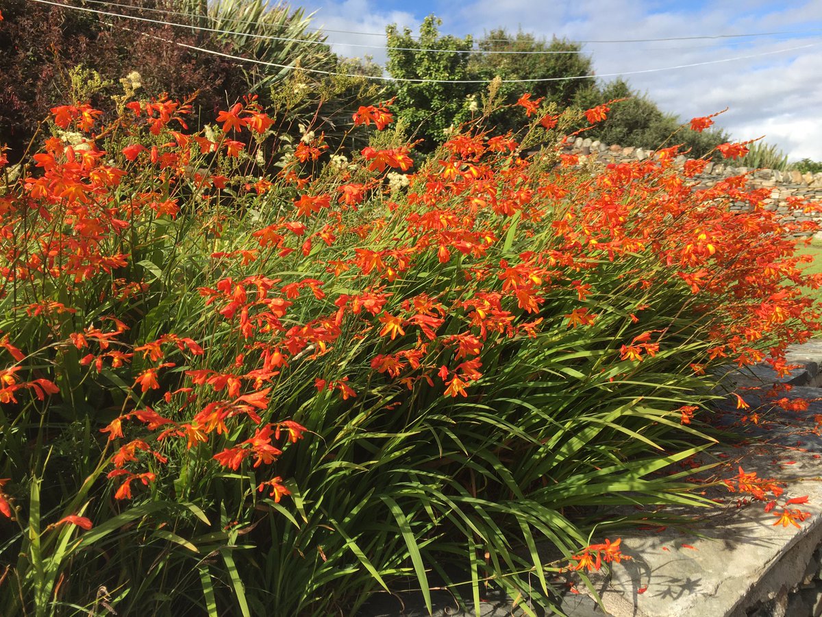 CarraigIslay's tweet photo. After a hot July 😎 at last ‘flaming’ August has arrived in our garden @ArgyllCruising @wildaboutargyll @Argyll_IslesApp @HighlandsScot @HighlandTrails @GallivantScot @VisitScotland https://t.co/KZQvYB90GC