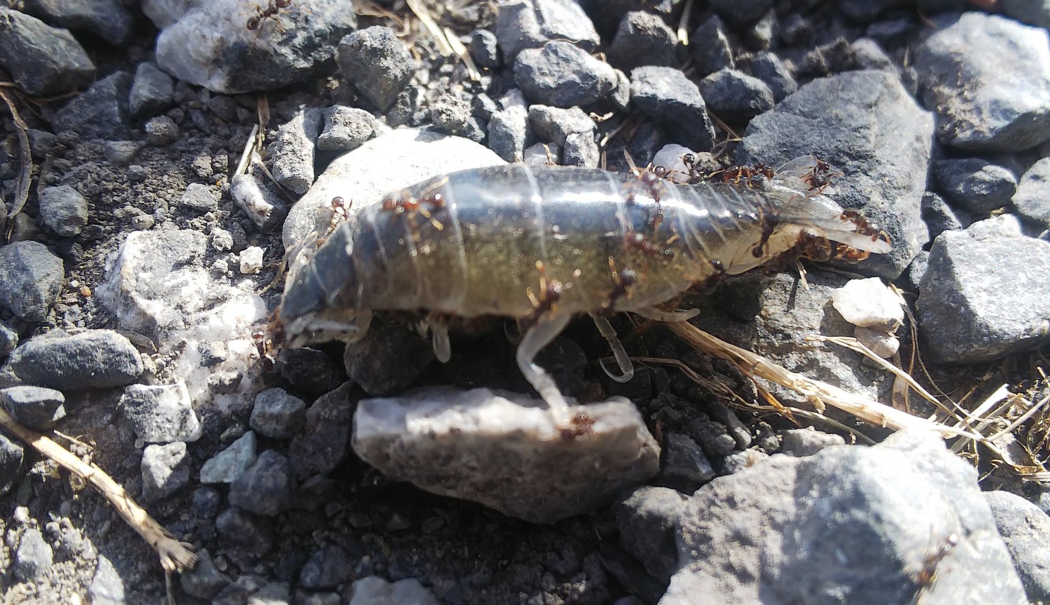 若洲fs 若洲のレンタル釣具店 公式 お客様から良く質問されるサッパにくっついている事の多い虫は サッパヤドリムシと言う寄生虫 ですが 寄生された魚を食べても害はありません またサヨリのエラ等にはサヨリヤドリムシ等 同種の寄生虫がくっついて