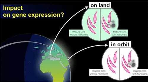 CiofaniGianni's tweet image. The results of the NOEMI/NanoAntioxidants project, granted by @esa and @FondCariplo, just published on @ACS_AMI
pubs.acs.org/doi/10.1021/ac…
@IITalk @IITalk_projects @KayserItalia @ISS_Research
