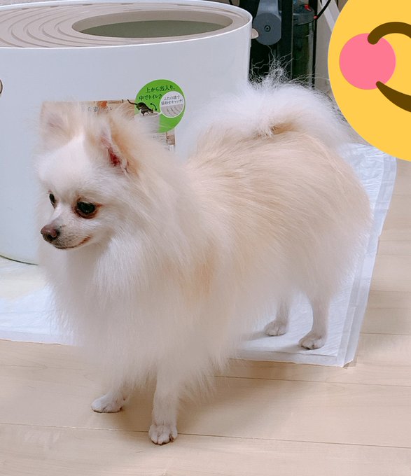 落ち着く為にシャンプー後のふわふわの犬置いとこ🐶 