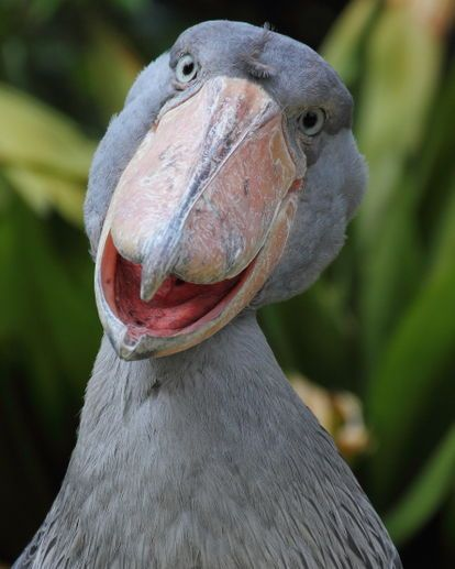 Shoebills Every Hour (@shoebillhours) on Twitter photo 2022-11-03 17:31:30