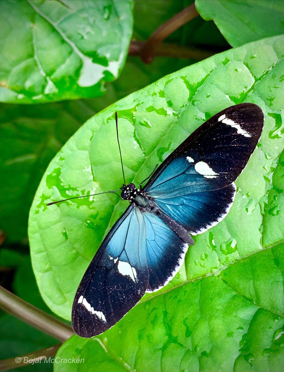 Celebrating #WorldPhotographyDay with this photo taken at the Mindo Butterfly Garden.🦋 #WorldPhotography #Butterflies #Insects #CloudForest #iPhonePhoto #iPhonePhotography #Photography #NaturePhotography #BejatMcCrackenEnvironmentalArtStudios #BejatMcCracken