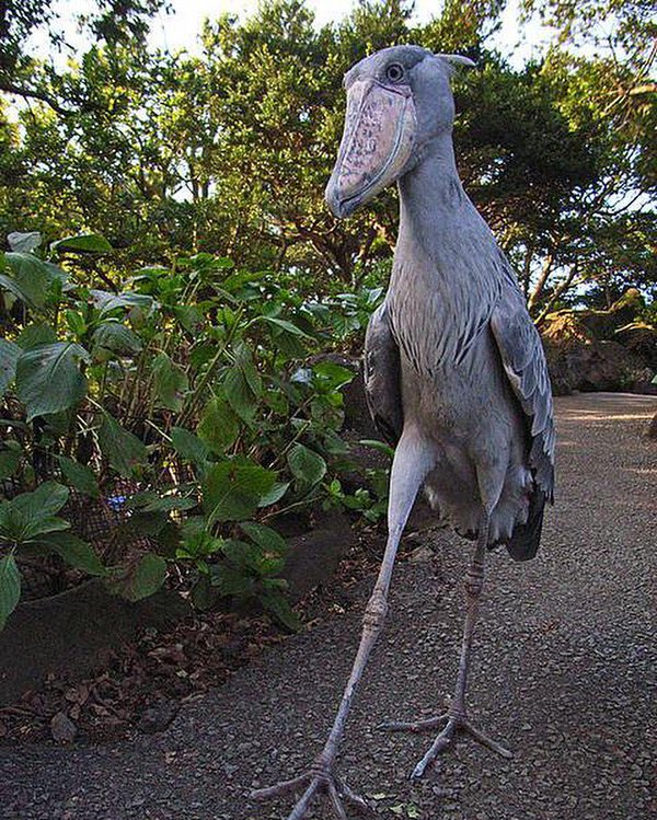 Shoebills Every Hour (@shoebillhours) on Twitter photo 2022-11-04 00:31:16