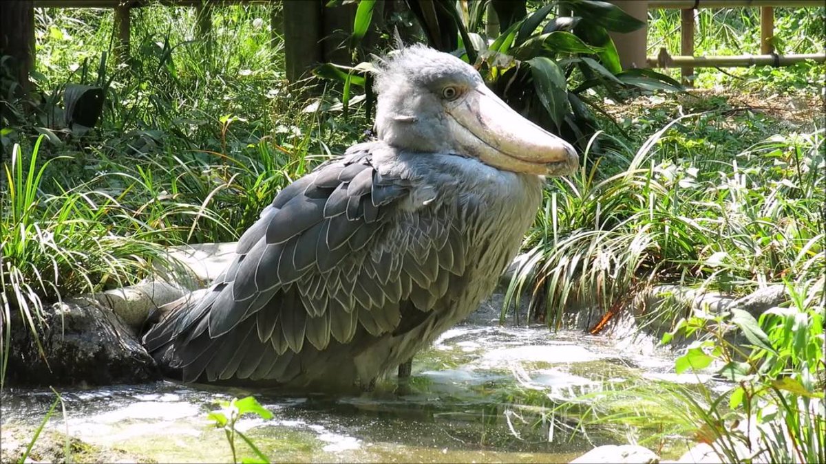 shoebillhours's tweet photo. https://t.co/8YeoKcgQYG