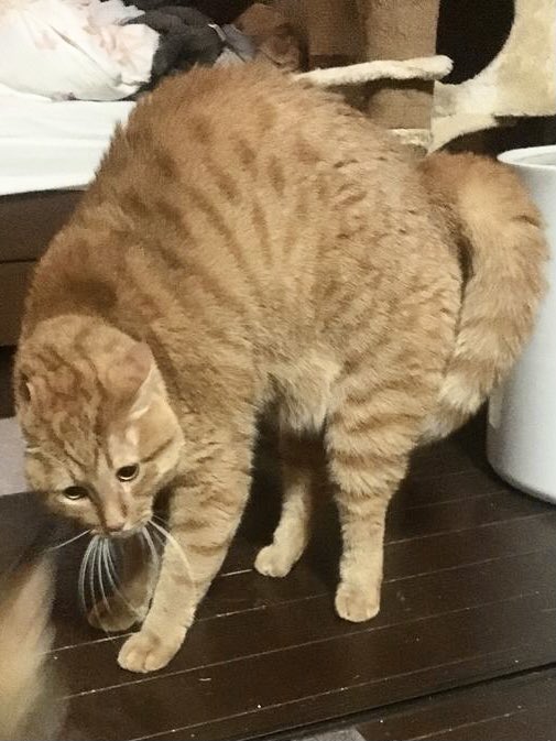 これは大丈夫だけどアレはダメ 猫さんのしっぽがぶわぶわになる理由が予測しにくい話 たぬきちゃんと呼ばれます Togetter