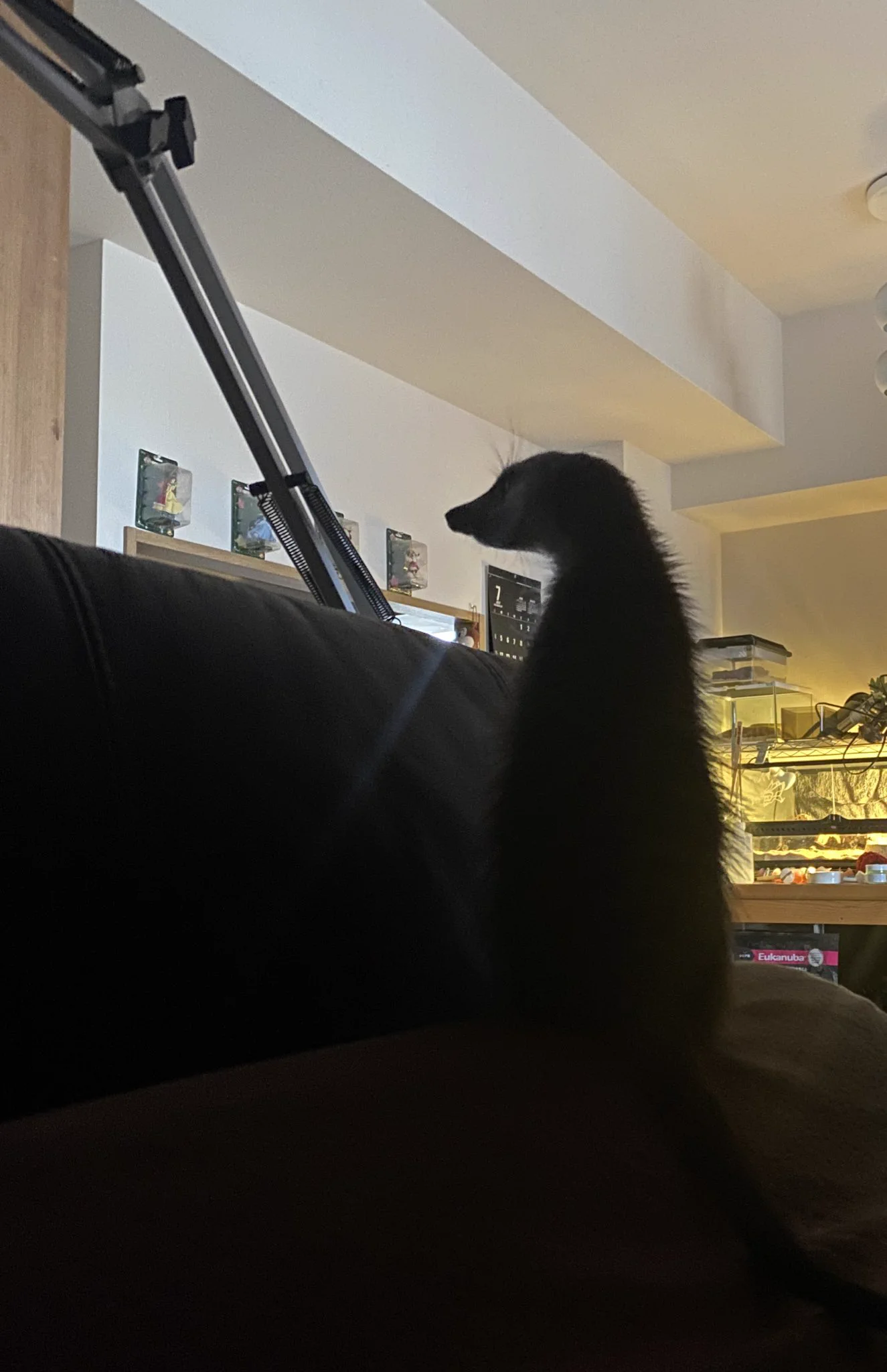 副作用で熱が出て心配したのか必死に看病。ミーアキャット！！