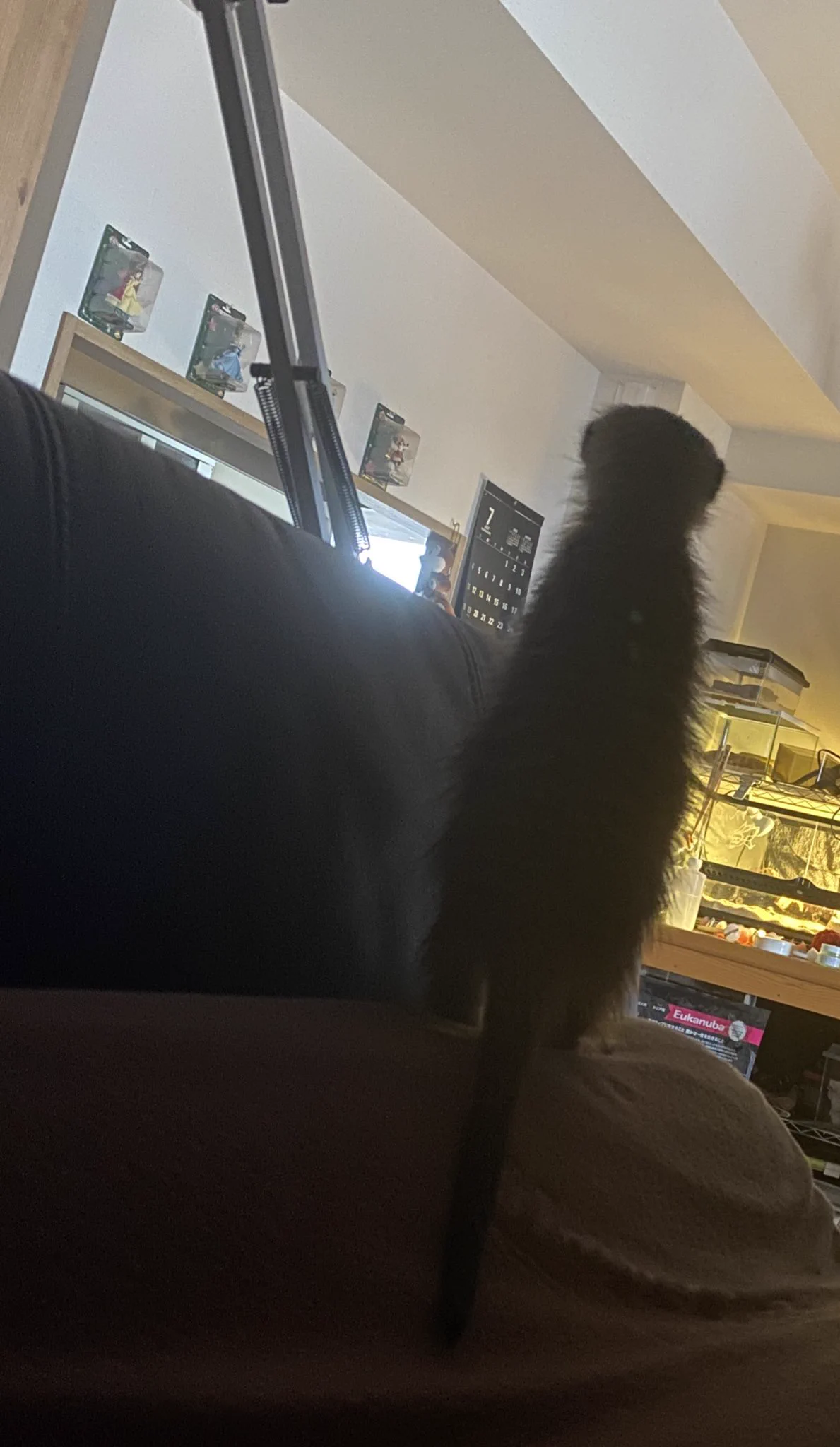 副作用で熱が出て心配したのか必死に看病。ミーアキャット！！