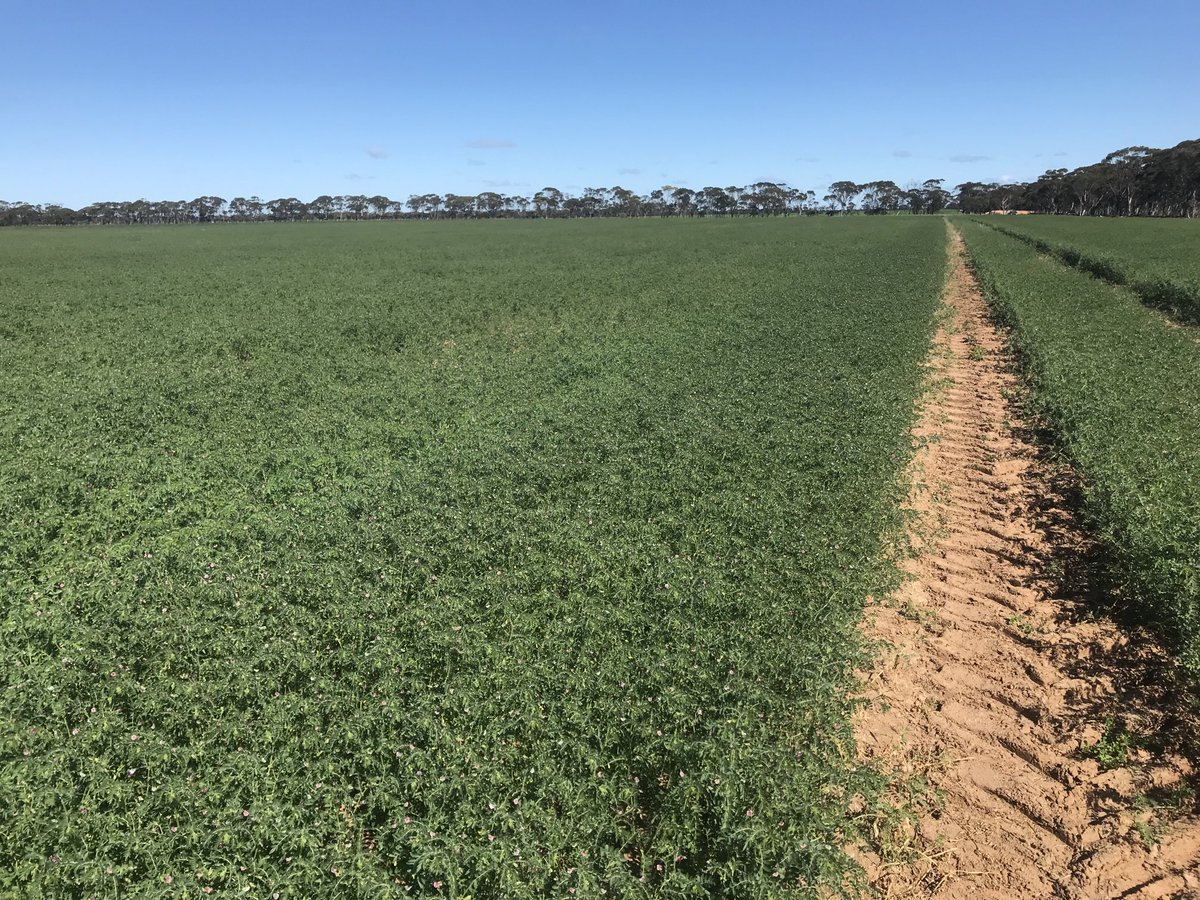 New variety Captain Chickpeas loving the warm weather. Definite line from last years deep rip with the TopDown.