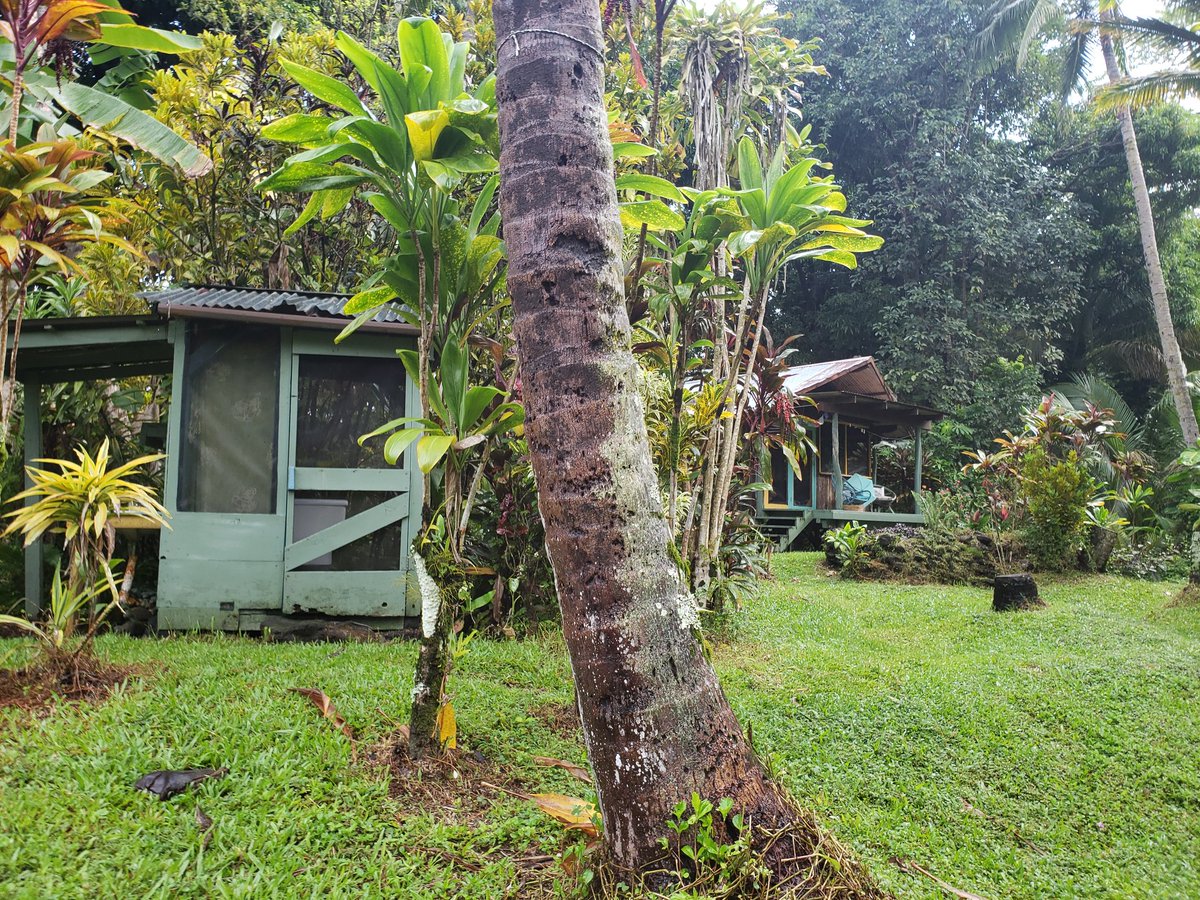 _eizus_'s tweet photo. @HawaiiBigIsland Paradise. I'm so grateful🥰 https://t.co/fp0W2t8Rm5