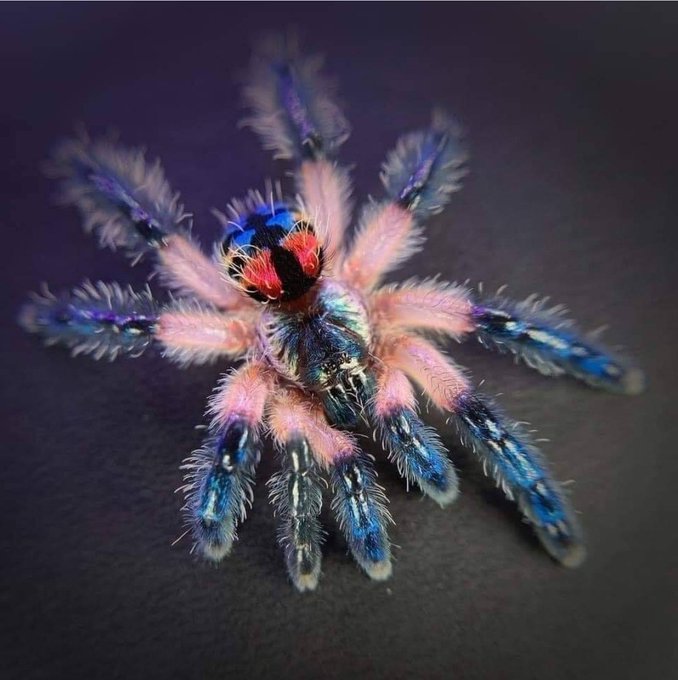 Wow. I would love to own one of these😍 https://t.co/5G90oBopta