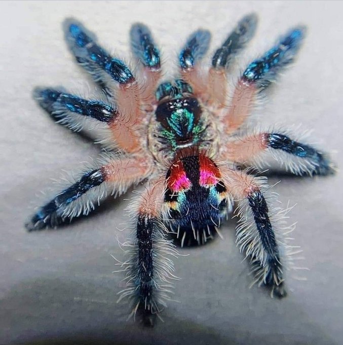 Wow. I would love to own one of these😍 https://t.co/5G90oBopta