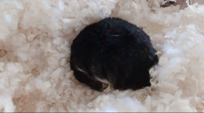 稲垣来泉のTwitter画像60