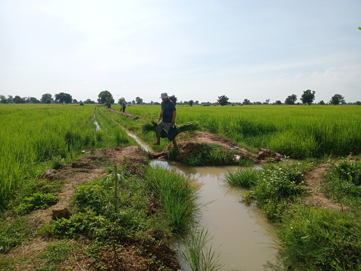 MathildeDionis1's tweet photo. Biomass assessment of Sen Kraob rice at flowering stage in Wat4Cam experiment (Reang Kesei, Cambodia) @SotheaSovanna @MathildeSester https://t.co/sNFdwfdHuj