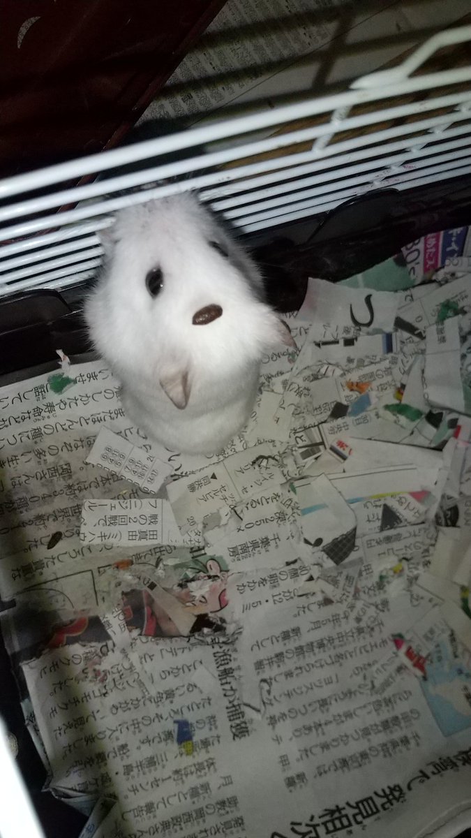 55Chand's tweet photo. 可愛さがえげつない（　＾ω＾）・・・
うんｔ…ｗｗ
＃ハムスター
#ハムスター好きな人と繋がりたい https://t.co/lSmvDpBWHW