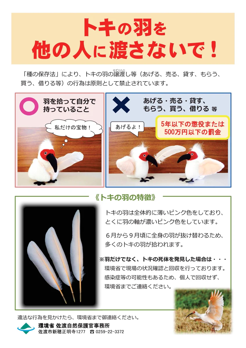 トキの羽を他の人に渡さないで！種の保存法に触れてしまいます！