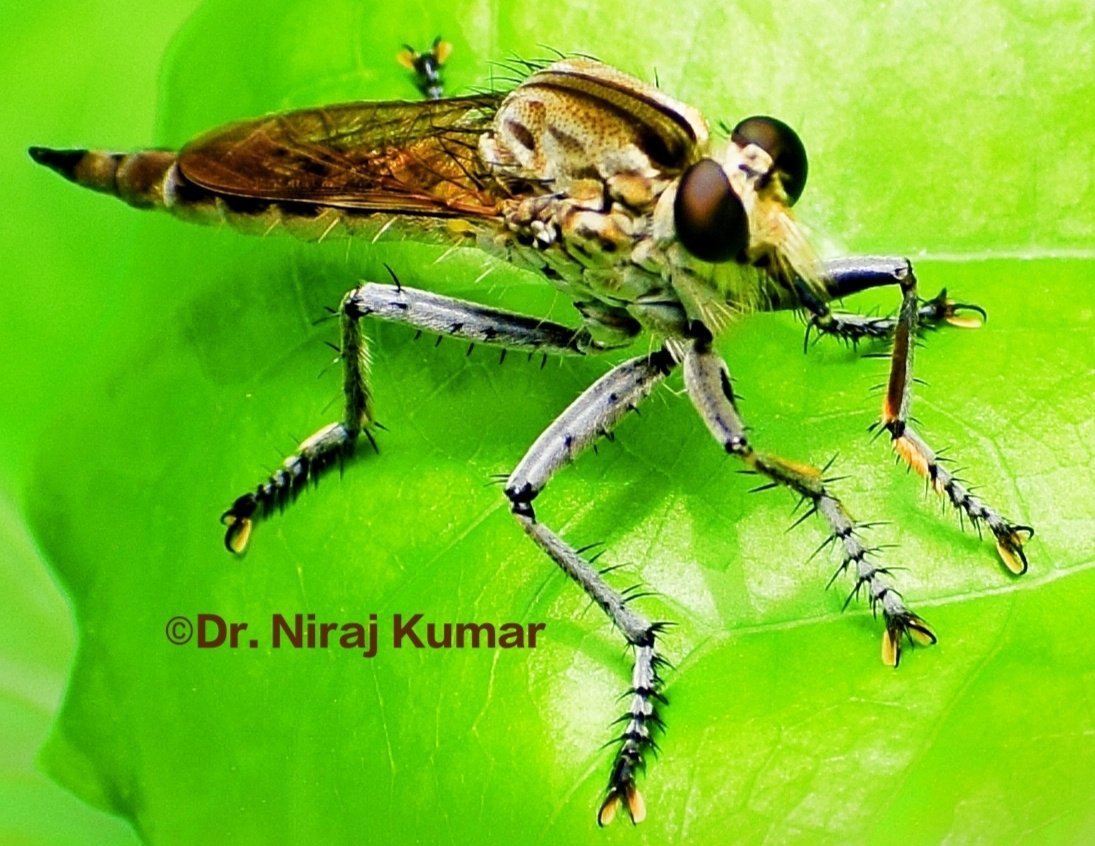nirajishaan's tweet photo. An active and excellent predator, the Robber Fly.
#Entomology #Insects #Diptera #Asilidae #RobberFly #Neoitamus #Motihari #Champaran #WildChamparan #Bihar @ZOOLOGYLNDC1 @IZFS2 @Sonnensschein @InsectNews @insectweek @InsectsUnlocked @Rivertiger85 @DEFCCOfficial https://t.co/pV49Twmx4q