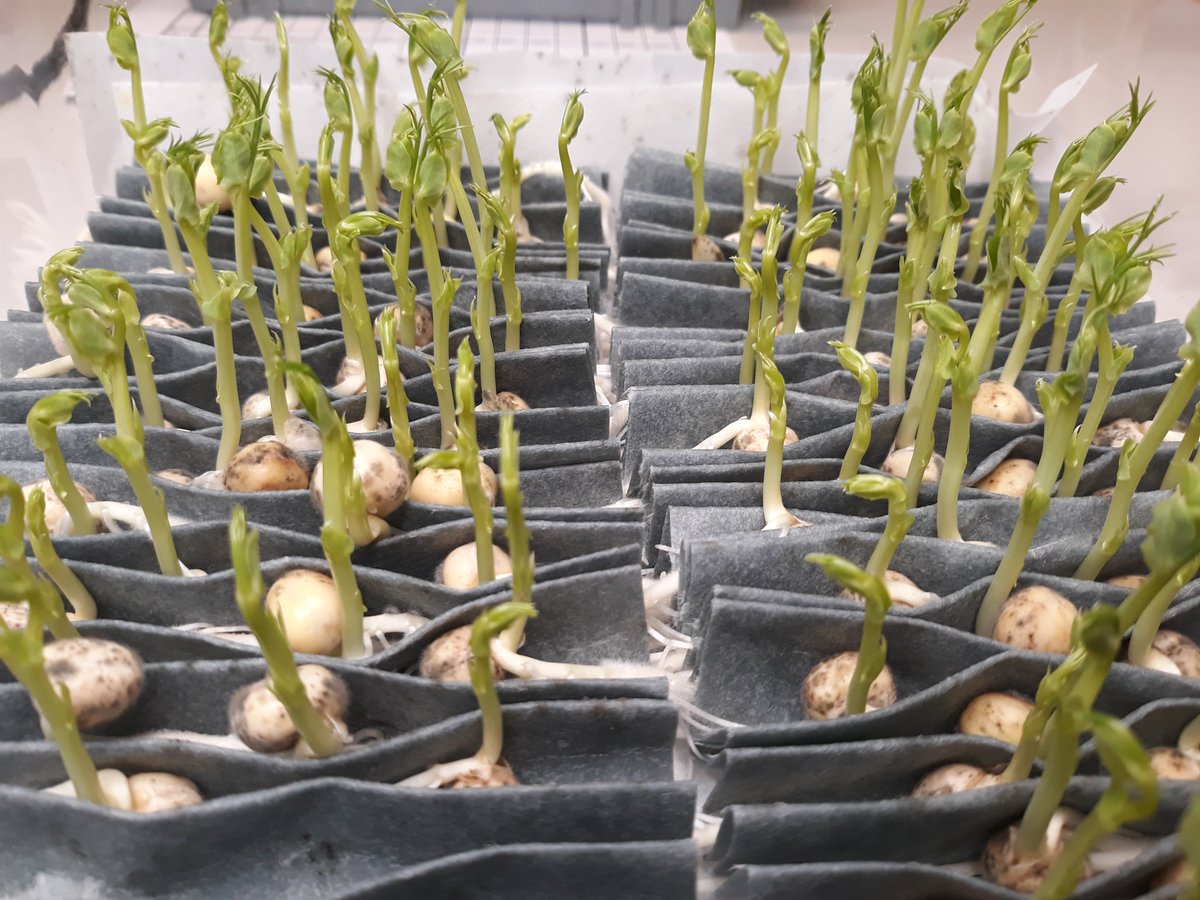 #Siemenlaboratorio'ssa seurataan herneen #kylvösiemen'en itävyyksiä #HiilestäKiinni -hankkeessa. Pellolta käsin kerättyjen palkonäytteiden itävyydet ovat odotetusti korkeita. Ainoastaan toukka- ja homevioitukset ovat aiheuttaneet laskua. Poutasäitä toivotaan. #itävyys