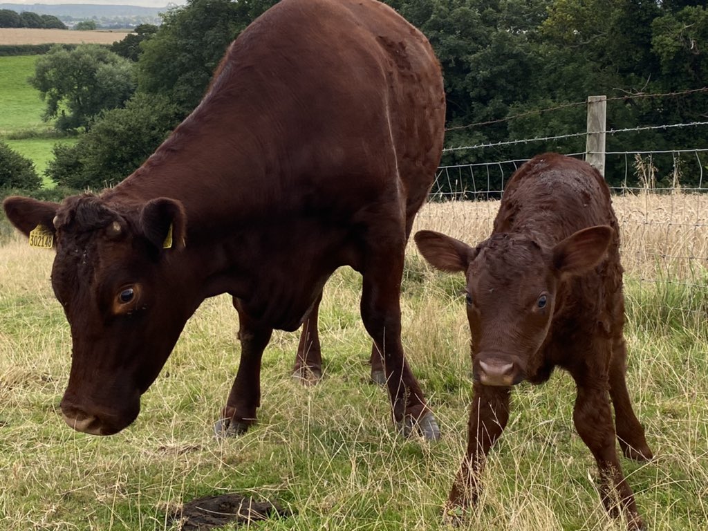 ExeValleyLamb's tweet image. Nice heifer first thing. No help needed. #devoncattle #rubyreds #calving2021 #devon #exeter #exminster #nativebreeds #rarebreed