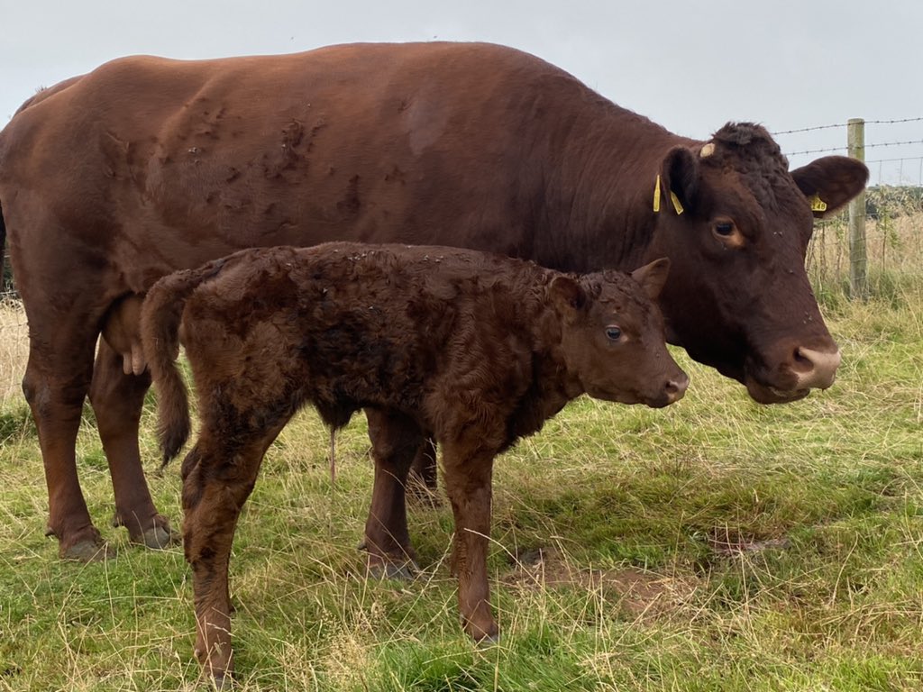 ExeValleyLamb's tweet image. Nice heifer first thing. No help needed. #devoncattle #rubyreds #calving2021 #devon #exeter #exminster #nativebreeds #rarebreed