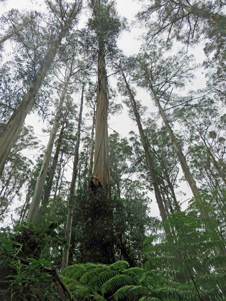 redjumpingfrog's tweet photo. #TreeAustralia I love a good tree. Especially mountain ash. https://t.co/Jr7ARvgk6i