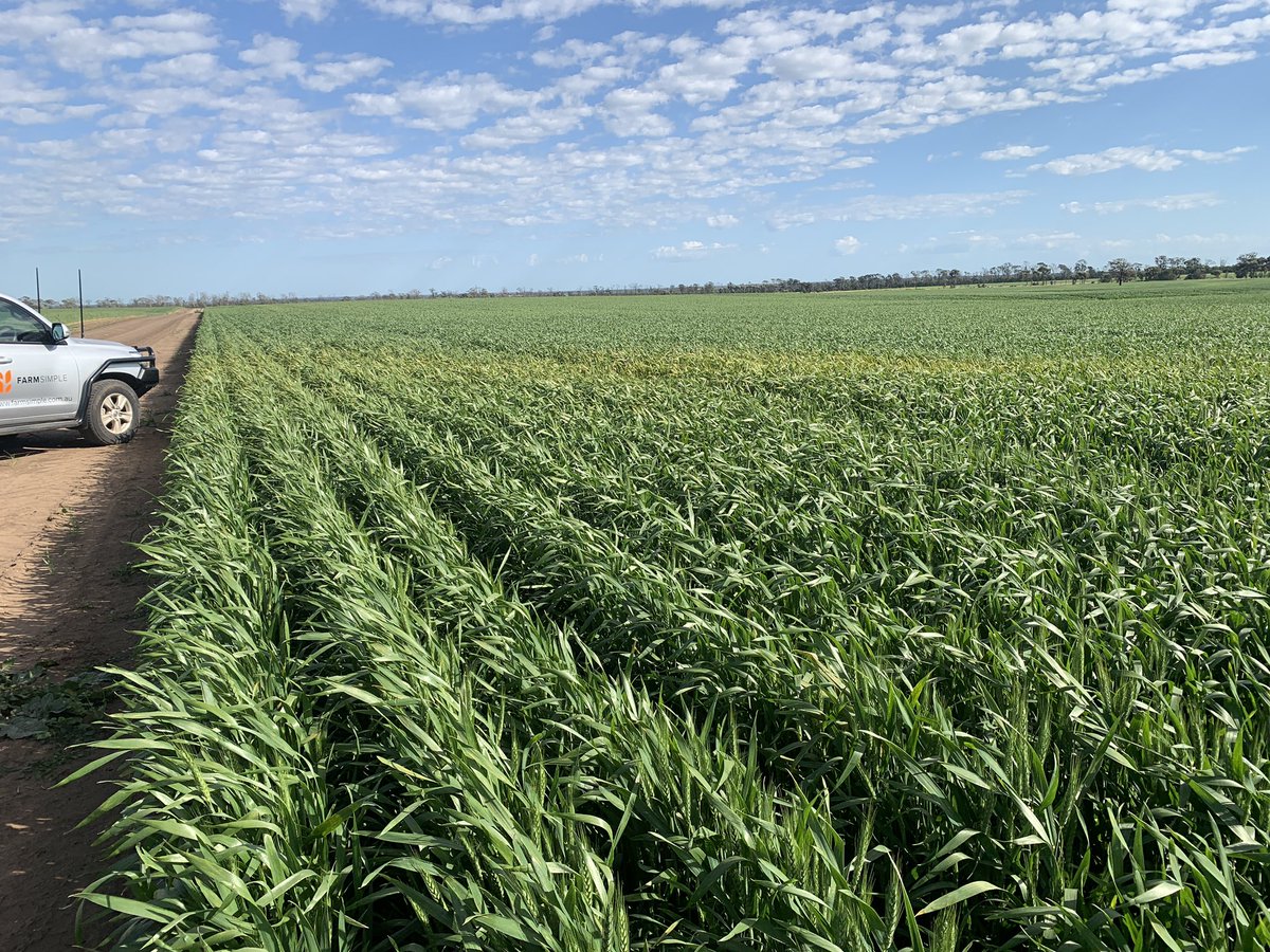 CroppaCo's tweet photo. The perfect season until🙈Stripe Rust. This infection has hit #RockStarWheat the hardest while it’s starting to flower. Hoping🤞 we jumped on it quick enough. To be safe also sprayed adjoining blocks of Coolah Wheat and Durum. #SprayLog #FarmSimple #FarmManagement https://t.co/MX6vwDvi0E