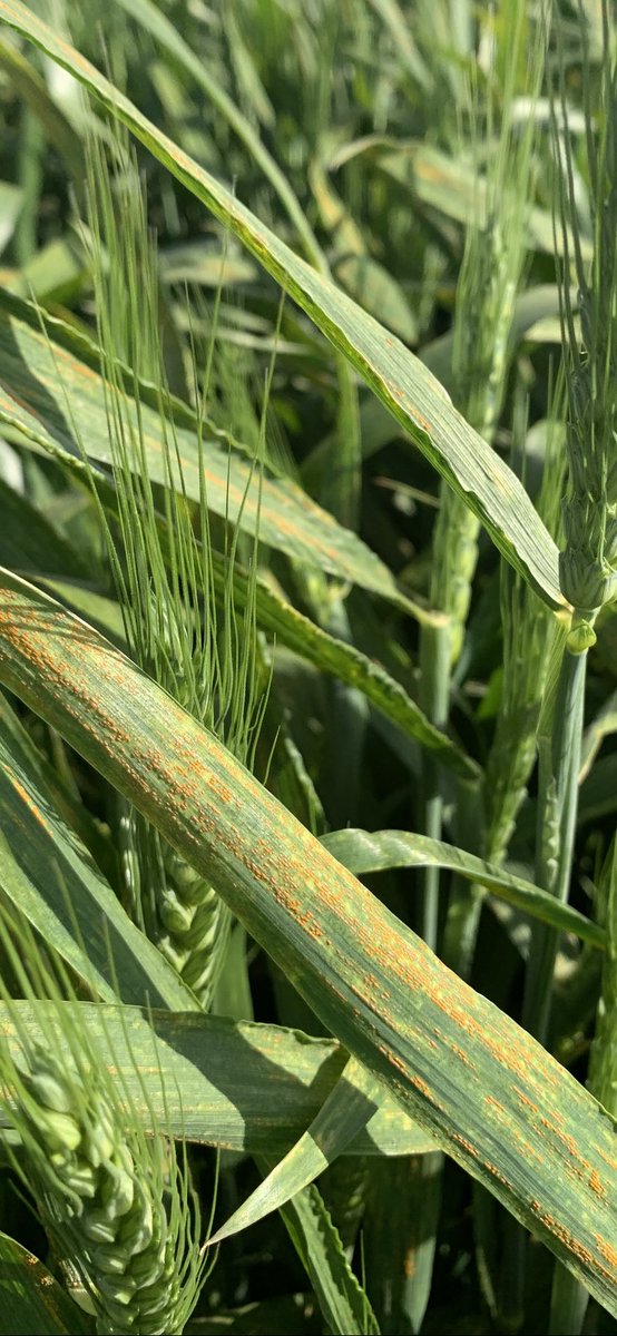 CroppaCo's tweet photo. The perfect season until🙈Stripe Rust. This infection has hit #RockStarWheat the hardest while it’s starting to flower. Hoping🤞 we jumped on it quick enough. To be safe also sprayed adjoining blocks of Coolah Wheat and Durum. #SprayLog #FarmSimple #FarmManagement https://t.co/MX6vwDvi0E