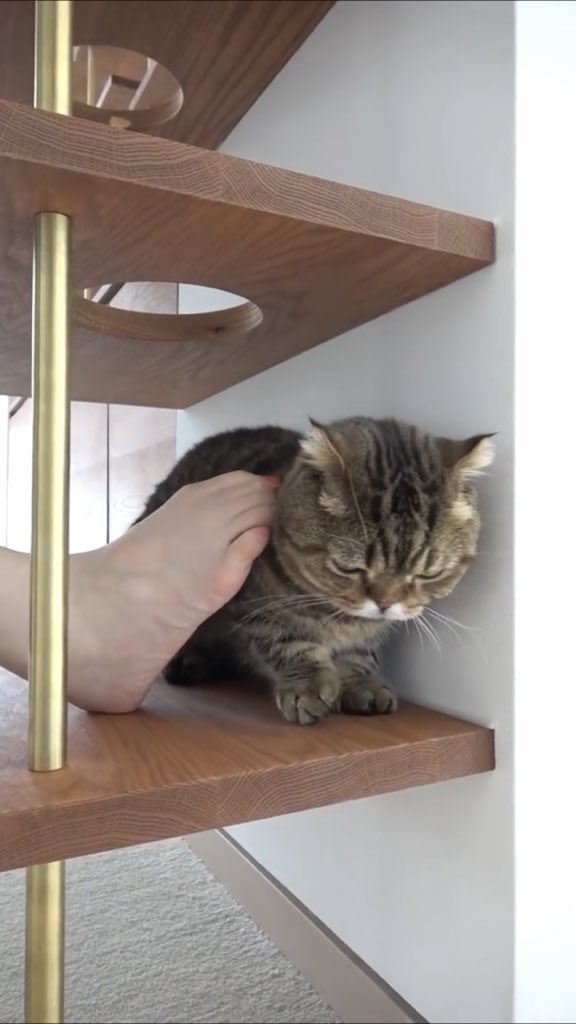 Light_howl's tweet photo. #lulucat #kittisaurus https://t.co/EV70hnJ8eN