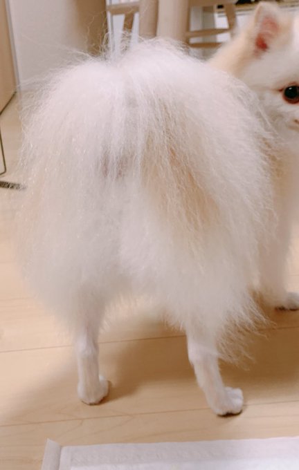 お尻丸くしてもらいました🐶 